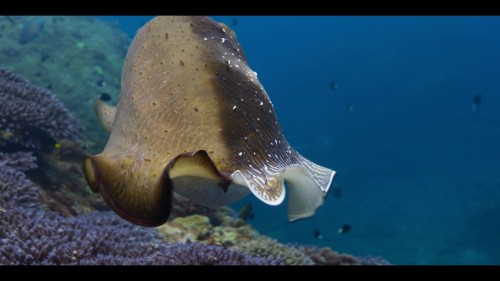 our.oceans.3.jpg