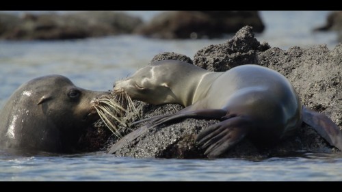 our.oceans.5.jpg