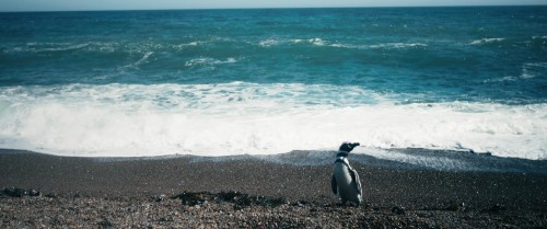 my.penguin.friend.2160p.2.jpg