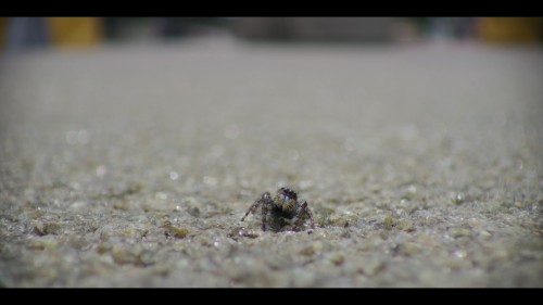 a.real.bugs.life.1.jpg