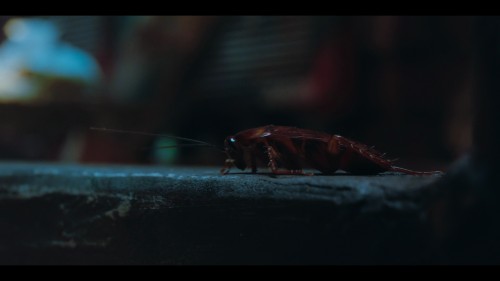 a.real.bugs.life.4.jpg