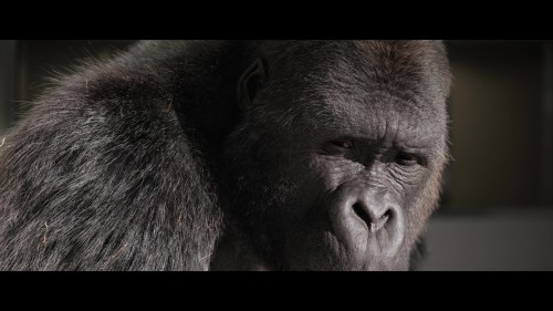 The.One.And.Only.Ivan.1080p.5.jpg