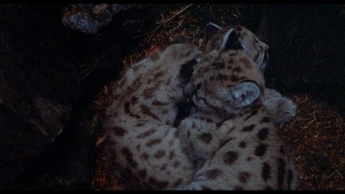 Benji.the.Hunted.1987.DSNP.WEB-DL.1080p.H264.AAC.MULTI.TORK.mkv_snapshot_00.13.50.877.jpg