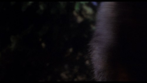 Benji.the.Hunted.1987.DSNP.WEB-DL.1080p.H264.AAC.MULTI.TORK.mkv_snapshot_01.13.01.204.jpg