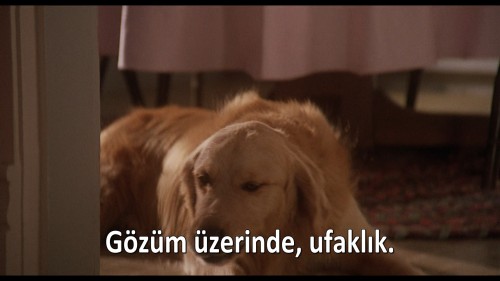 Homeward.Bound.The.Incredible.Journey.1993.DSNP.WEB-DL.1080p.H264.AAC.MULTI.TORK.mkv_snapshot_00.04.33.918.jpg