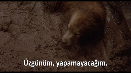 Homeward.Bound.The.Incredible.Journey.1993.DSNP.WEB-DL.1080p.H264.AAC.MULTI.TORK.mkv_snapshot_01.12.24.375.jpg