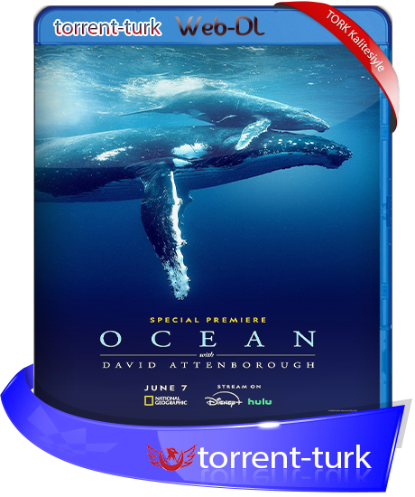 Ocean.2025-TORK.png