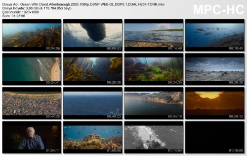Ocean.With.David.Attenborough.2025.jpg