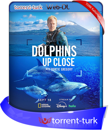 Dolphin.Up.Close.2025-TORK.png